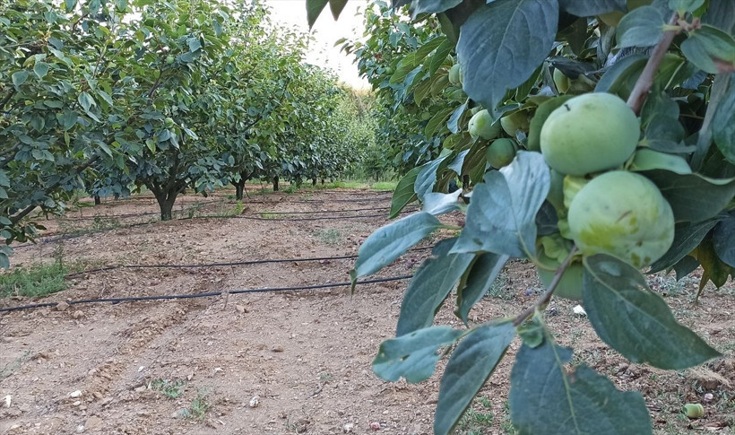 Meyve bahçesine bu sistemi kurdu, enerji maliyeti sıfıra düştü! 100 bin lira cebinde kaldı... - Resim: 1