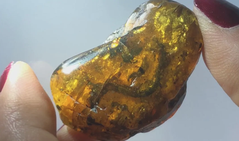 99 milyon yıllık ilk deniz canlısı bulundu! Bilim dünyası böylesini görmedi - Resim: 2