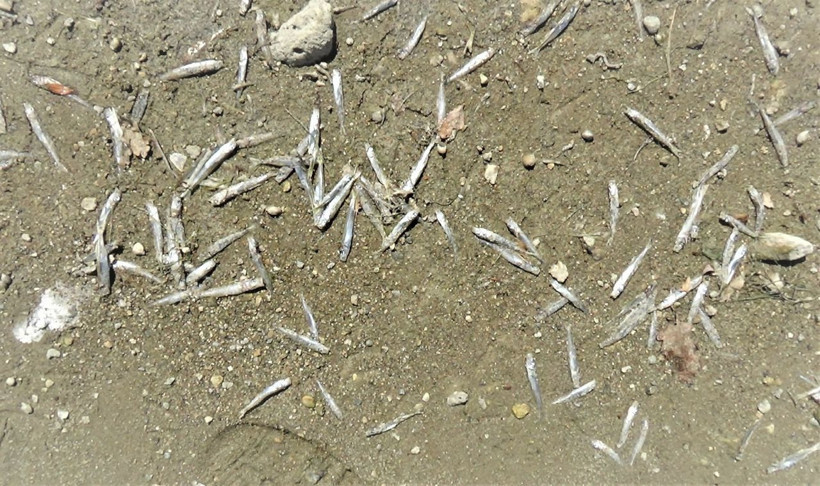 Kütahya Porsuk Barajı'ndaki balık ölümleri endişe yarattı - Resim: 2