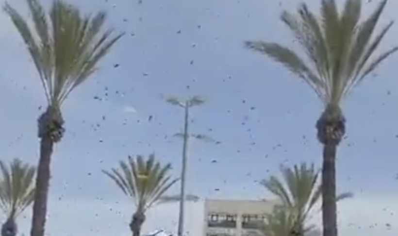 İsrail'de alarm! Tarihin en büyük arı istilası yaşanıyor: Askeri uçuşlar durduruldu... - Resim: 1