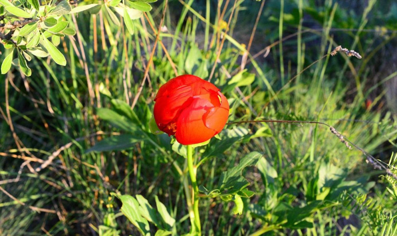 Bu çiçeğe zarar verene 42 bin lira ceza - Resim: 1
