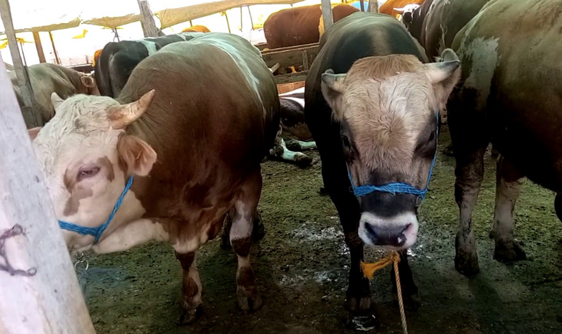 Kurban pazarlarındaki tehlike için uyarı yapıldı belirtileri sonradan ortaya çıkıyor - Resim: 2