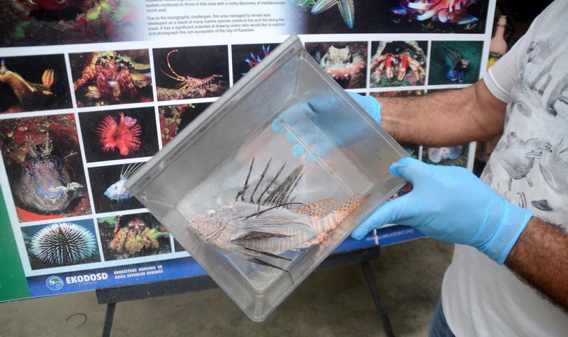 Kuşadası'nda zehirli Aslan balığı yakalandı! Hayatımda ilk kez gördüm - Resim: 1