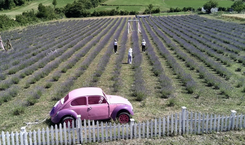 Sinop'ta üretici kadınlar ekti! Lavanta tarlaları turistleri byüledi... - Resim: 1