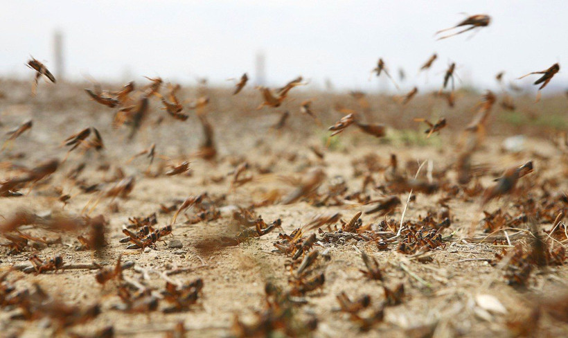 Afrika'da çekirge istilası başladı son 70 yılın en büyük istilası - Resim: 1