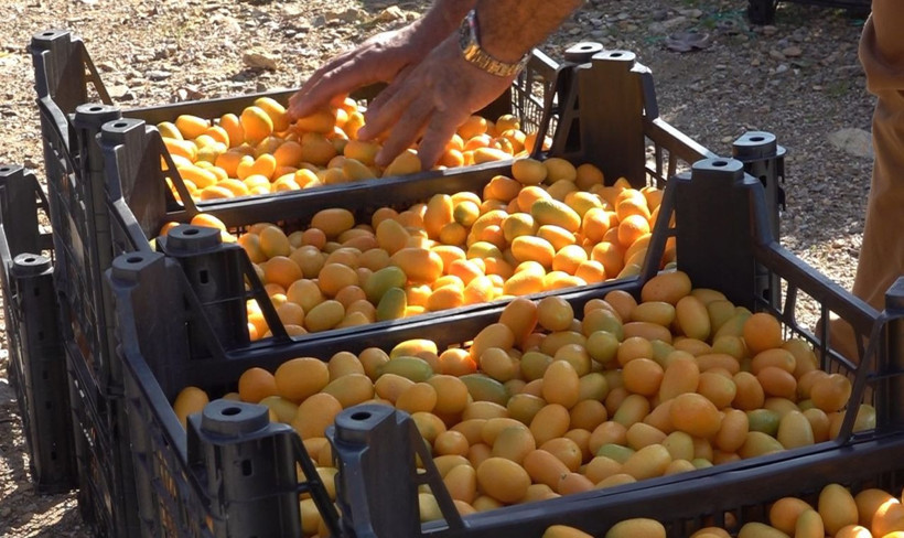 Antalya'da salgınla birlikte talep patladı bağışıklığı güçlendiriyor! Fiyatı duyanları şaşırttı - Resim: 4