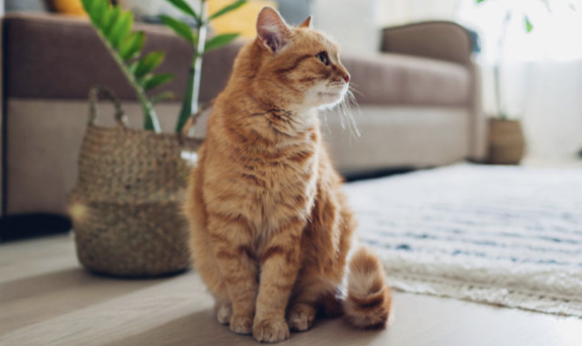 Evde kedisi besleyenler dikkat! Bu hareketi yapıyorsa... - Resim: 1