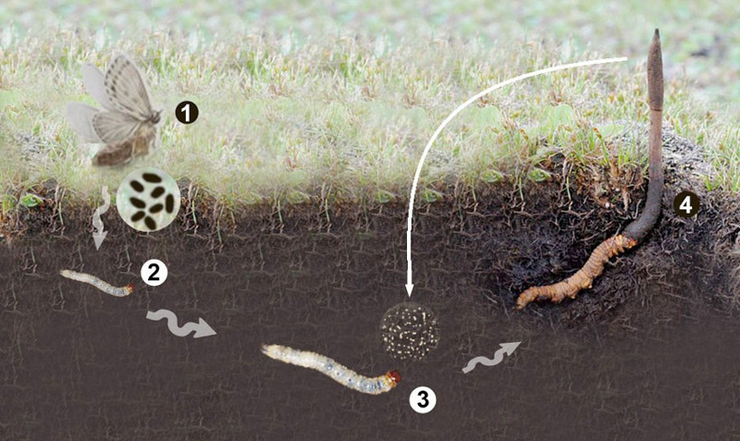 Tırtılın kafasında çıkıyor kilosu 20 bin dolar  - Resim: 2