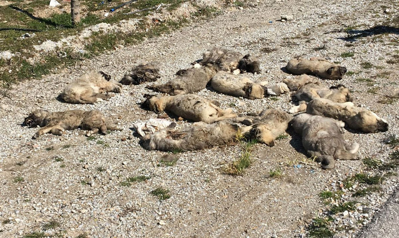 Yol kenarında buldu hemen yetkililere haber verdi: Bu tam bir vahşet - Resim: 1