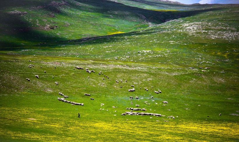 Ardahan'daki Şerefin Dağı ve Üç Tepeler canlandı! Muhteşem görüntüler - Resim: 3