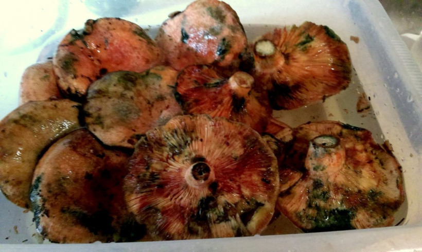 Ormandan toplayıp 40 liraya satıyorlar - Resim: 3