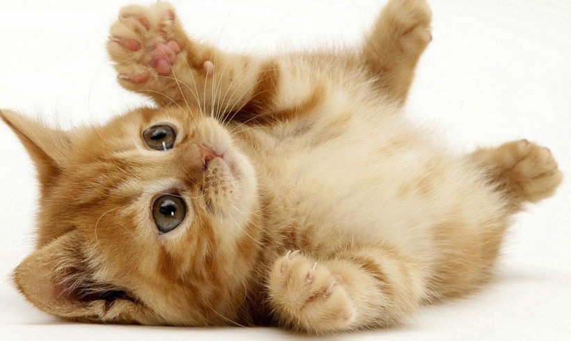 Emniyette hayvanlara şiddet’ masası kuruldu - Resim: 2