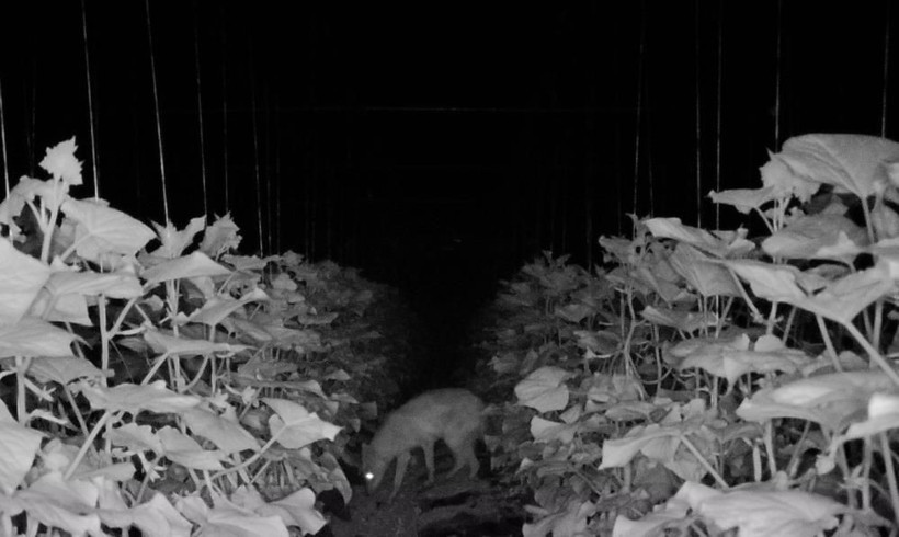 Bir köyü ayağa kaldıran olay! Fotokapana yakalandı, geceleri nöbet tutmaya başladılar! - Resim: 3