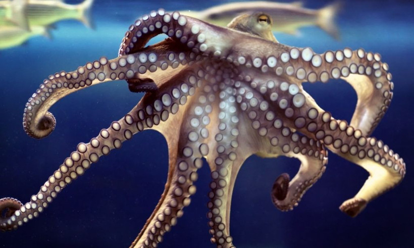 Ahtapot ve insanlar arasında şok eden benzerlik! - Resim: 4