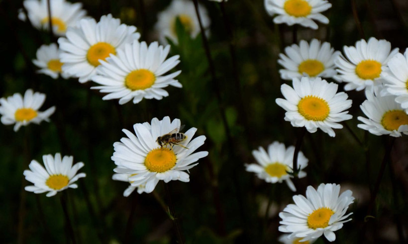 Sarıkamış papatya ve gelinciklerle süslendi - Resim: 1