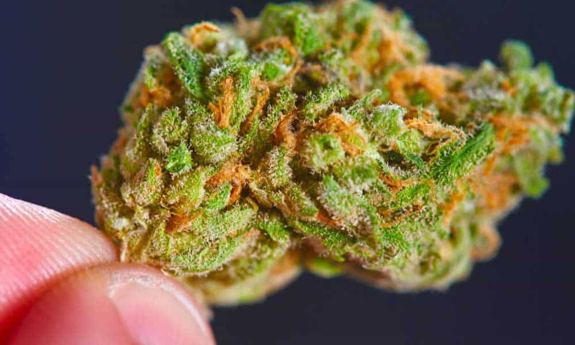 Yarım ton esrarı fareler yedi polisler görevden alındı - Resim: 1