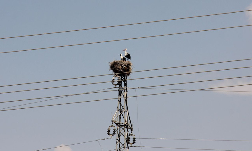 Adıyaman’da dronu gören leylek çifti yumurtayı sakladı - Resim: 1