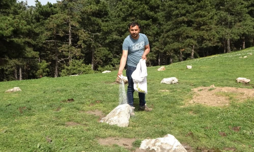 Dağda kurbanlık dana avı başladı! Tuz dökerek tuzağa çekiyorlar sonra gelsin paralar - Resim: 3