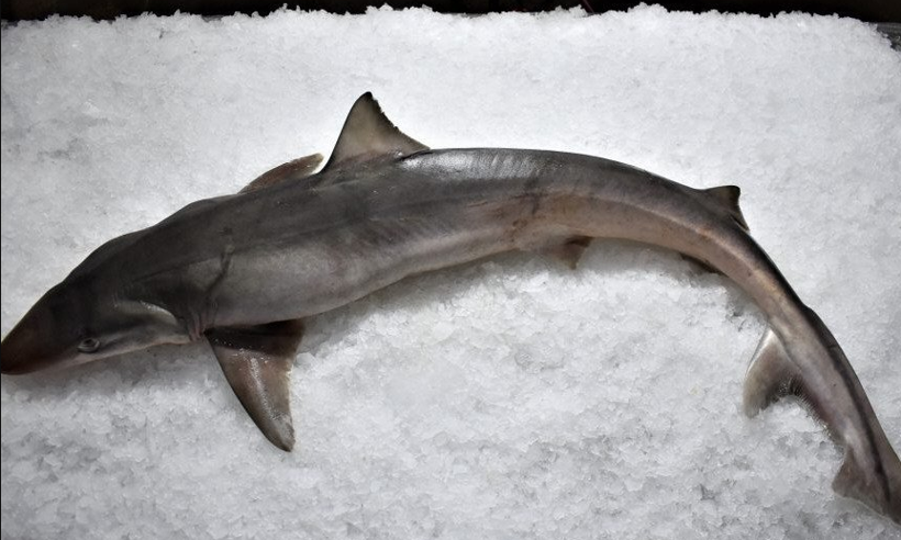 Dünya kayıp adamdan gelen haberi konuşuyor: Karadayken köpek balığına yem oldu - Resim: 4