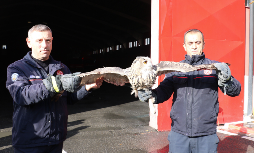 Sivas'ta devasa baykuş eve gizlice girdi çıkarılınca ilgi odağı oldu - Resim: 4