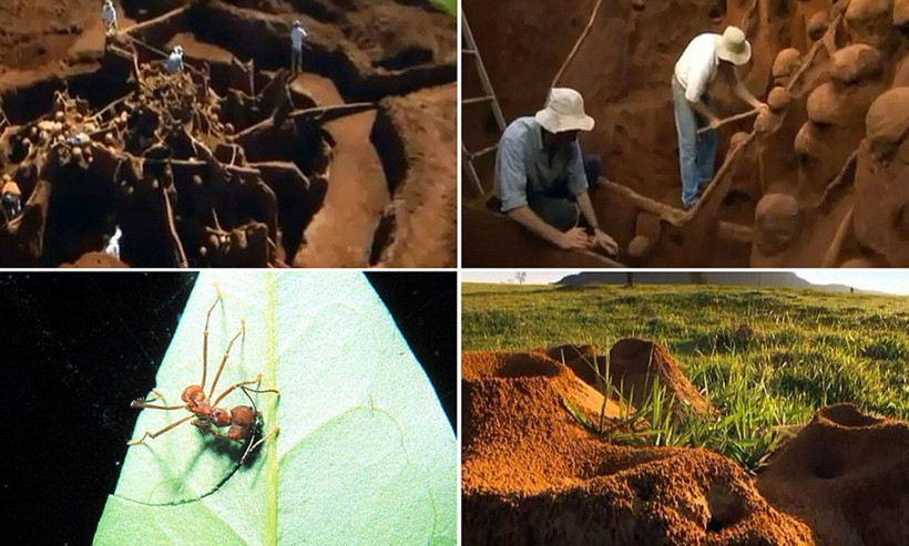 Karınca yuvasının içi görüntülendi otoban bile var! Ağzınız açık kalacak sanki mimar yapmış - Resim: 4