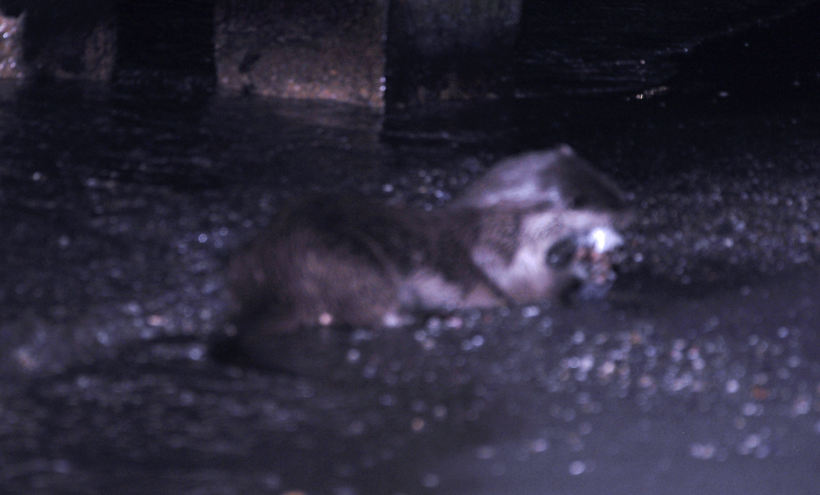 Tekirdağ'da ortaya çıktı! Su samuru bakın ne yerken görüntülendi - Resim: 3