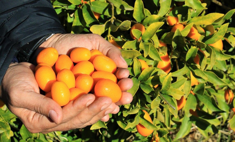 Kilosu 25 TL'ye satılıyor! İtalya'dan sipariş yağdı: Mersin'de iki türü geliştirildi kabuklu tüketiliyor - Resim: 1