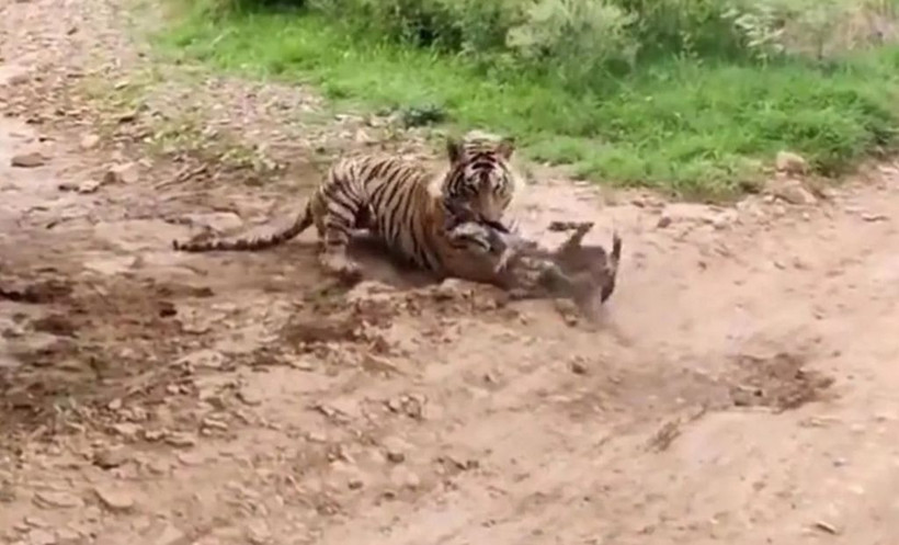 Sen misin kaplana kafa tutan! Köpeğin acı sonu... - Resim: 3