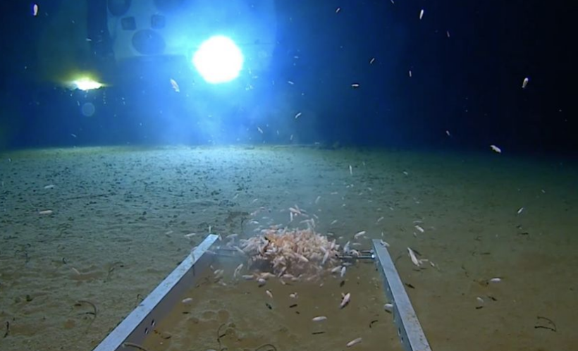 Dünyanın en derin yeri Mariana çukurunda bulunanlar yok artık dedirtti - Resim: 1