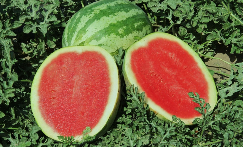 Karpuzdaki viagra etkisi yıllar sonra ortaya çıktı! Bu kısımlarını yerseniz... - Resim: 4