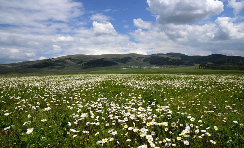 Sarıkamış papatya ve gelinciklerle süslendi - Resim: 4
