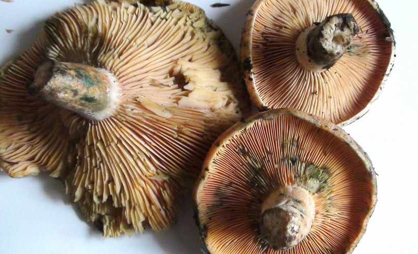 Ormandan toplayıp 40 liraya satıyorlar - Resim: 1