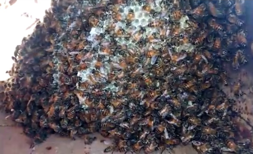 Kazayla su borusunu kırdı! İçinden çıkanlar şaşkına çevirdi - Resim: 1