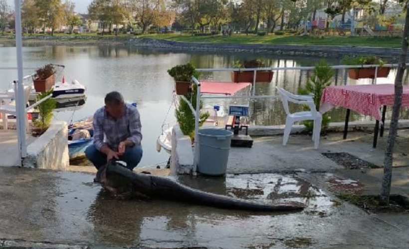 Balıkçıların ağına takıldı! Tam 2 metre Gören telefona sarıldı - Resim: 4