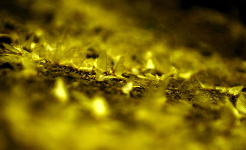 Ardahan'da ölüm uçuşu gören herkesi şaşırtıyor - Resim: 4