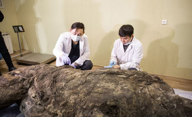 Sibirya'da keşfedildi 40 bin yıldır buzulda korunmuş tüyleri bile üzerinde - Resim: 3