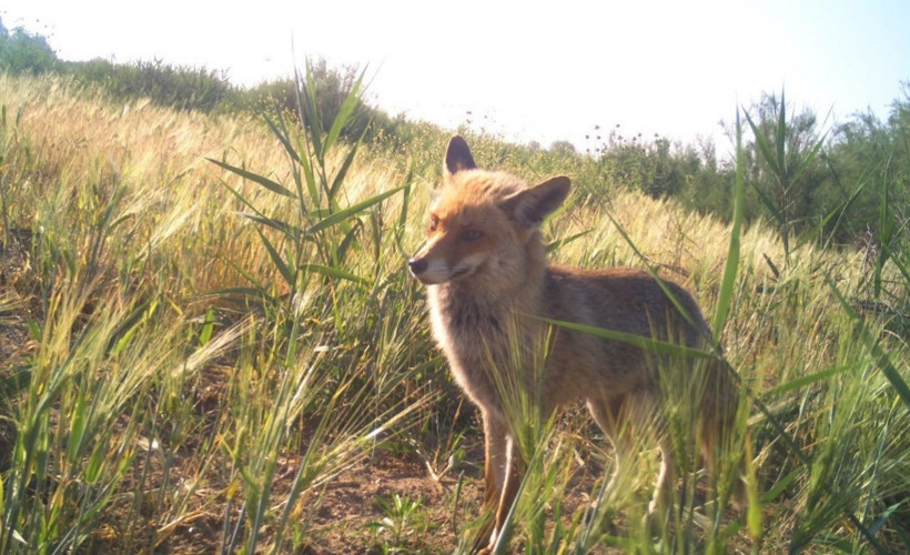 Manisa'nın dağ ve ormanlarından belgesel gibi görüntüler - Resim: 1