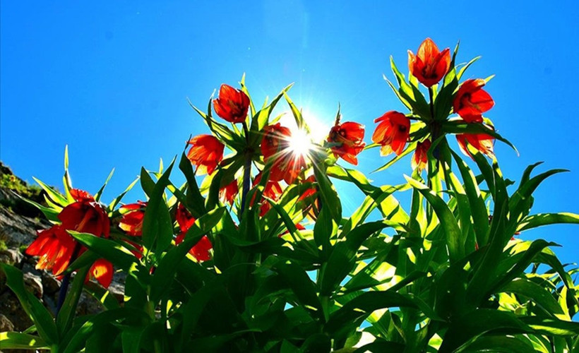 Bunu koparan yandı! 244 bin 315 lira ceza ödeyecek - Resim: 2