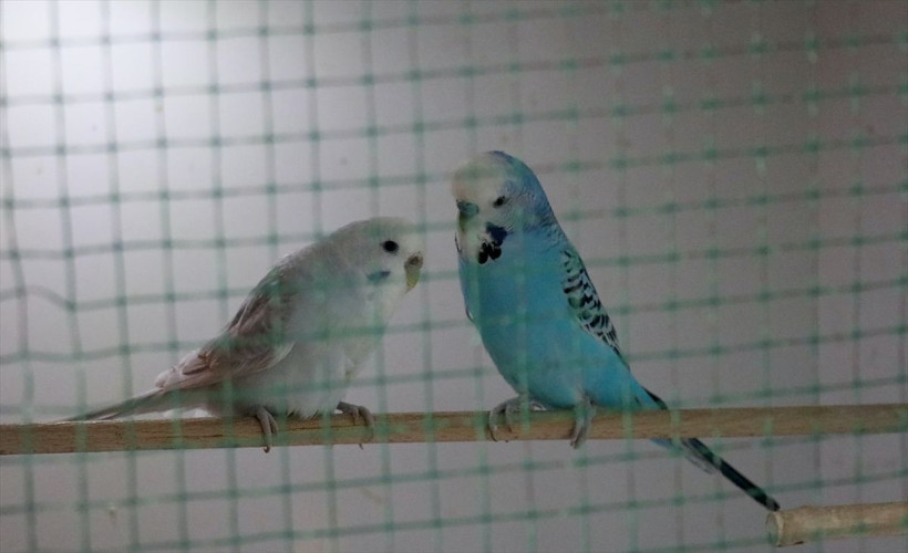 Burdur'daki tarım lisesinde ahır, ağıl, kümes ne ararsan var! - Resim: 1