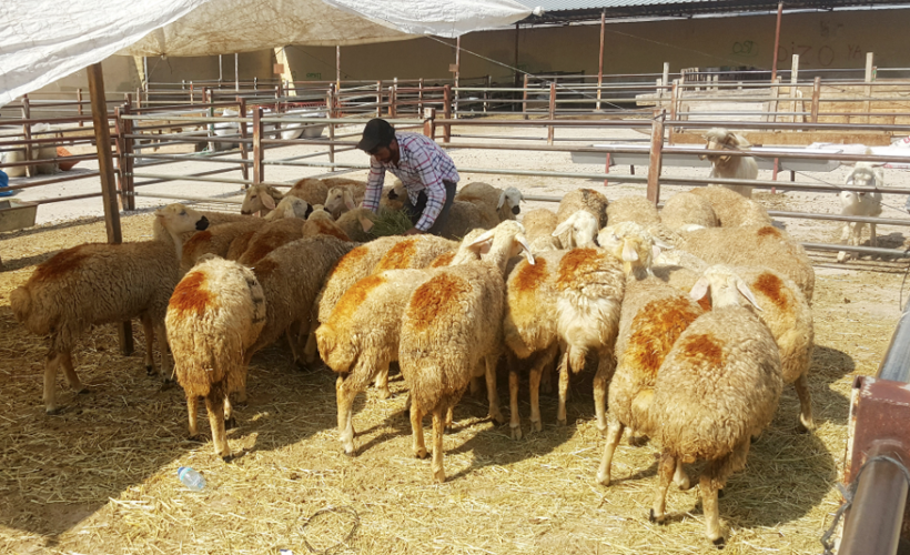 Kurban pazarlarındaki tehlike için uyarı yapıldı belirtileri sonradan ortaya çıkıyor - Resim: 8