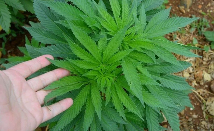 Artık doktorlar kenevir yazacak! Kimler kenevir alabilecek uyuşturucu değil... - Resim: 1