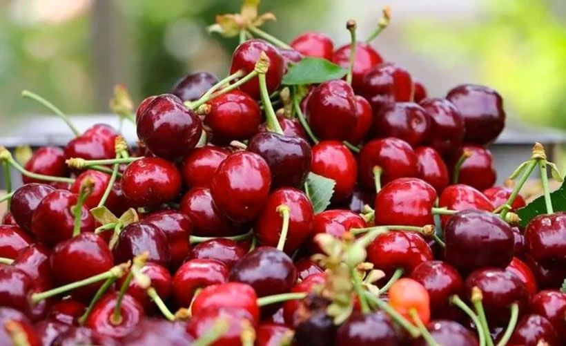 Kiraz yedi ikisi de hayatını kaybetti! Meğer 15 gün önce... - Resim: 2