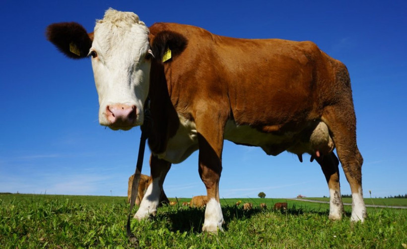 Günlük süt mü UHT süt mü hangisi daha faydalı? - Resim: 1