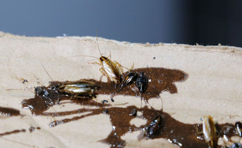 Adana'da evlerin her köşesinden fışkırıyor çocukların ağzından çıkıyor - Resim: 4