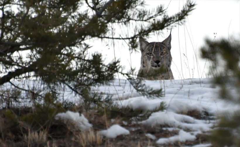 Kars'ta görenler hayret etti! Ormanın hayaleti dolaşırken görüntülendi - Resim: 2