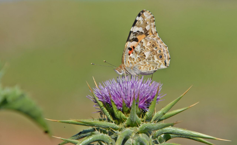 Afrika'dan Diyarbakır'a olağanüstü göç 6 nesil süren yolculukları bitti! - Resim: 4
