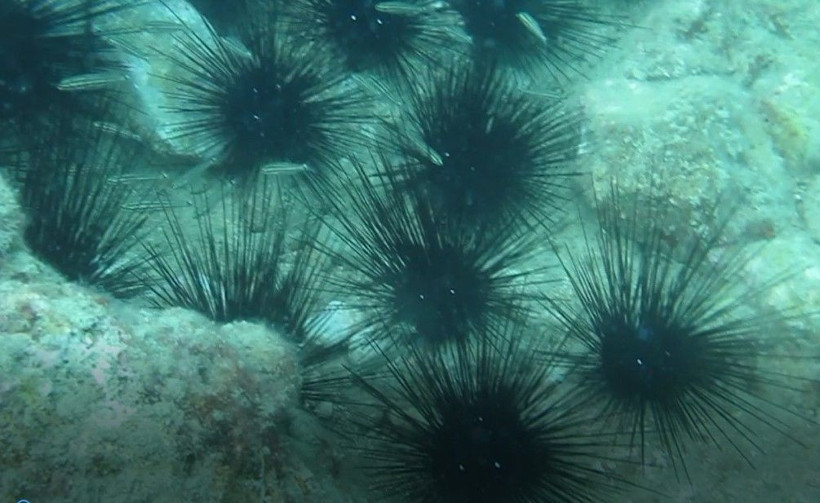 Antalya'nın dünyaca ünlü sahilinde deniz kestaneleri koloni olarak görüntülendi - Resim: 4