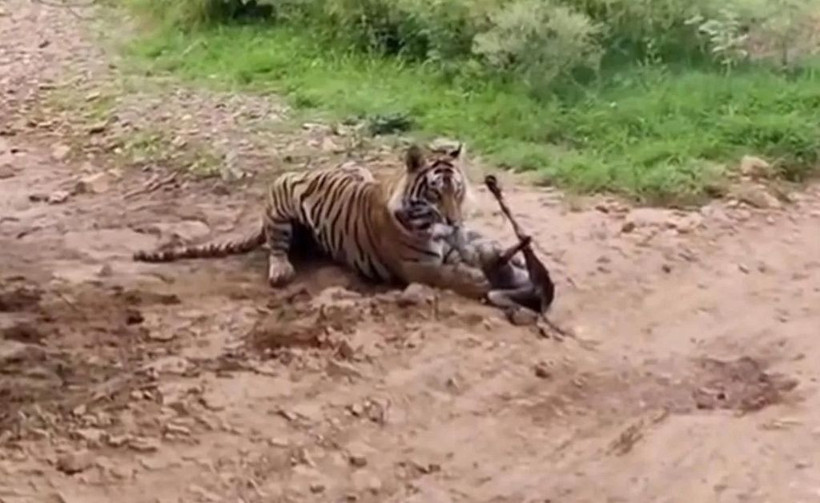 Sen misin kaplana kafa tutan! Köpeğin acı sonu... - Resim: 4