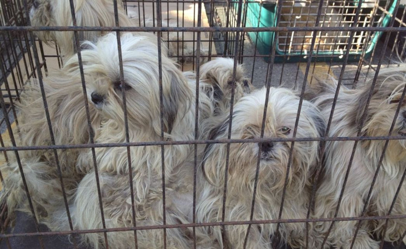 Petshoplar için belirlenen tarih bitiyor! Artık satış yasak! - Resim: 1