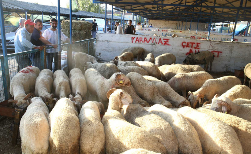 Kurban pazarlarındaki tehlike için uyarı yapıldı belirtileri sonradan ortaya çıkıyor - Resim: 4